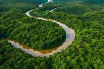 birdwatching in Tambopata National Reserve