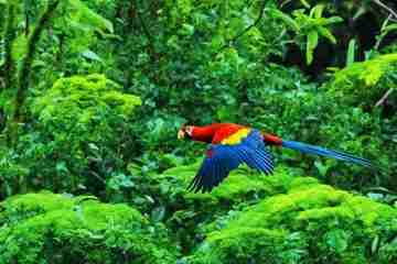 manu national park peru tourism